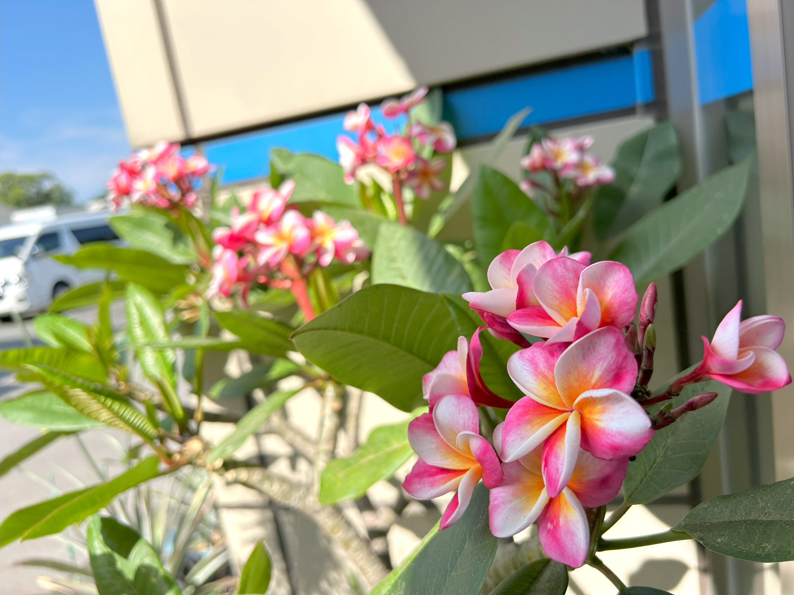 プルメリアが咲きました🌺